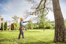 Best Root Management and Removal  in Piedmont, CA