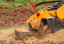 Best Tree Maintenance Programs  in Piedmont, CA