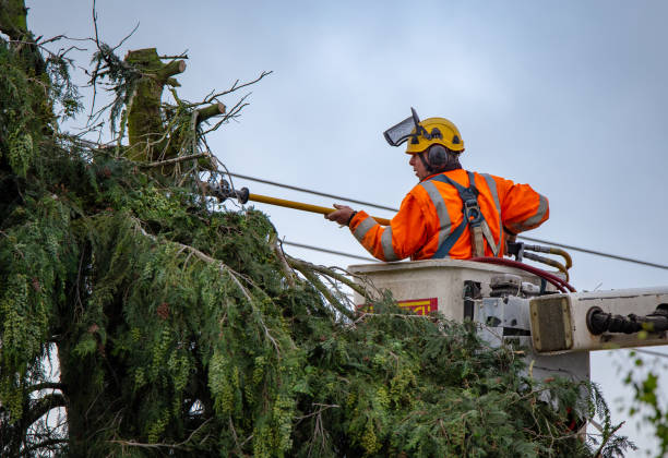 Best Tree Health Inspection  in Piedmont, CA