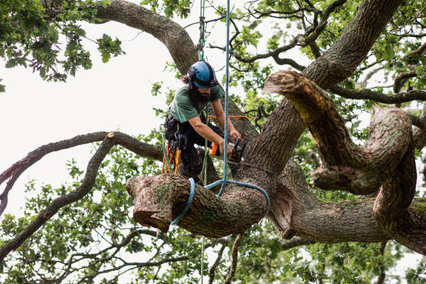 Best Tree Removal  in Piedmont, CA