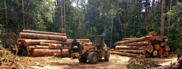How Our Tree Care Process Works  in  Piedmont, CA