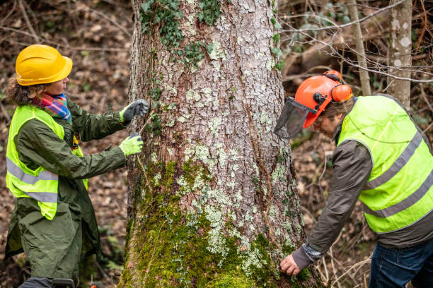 Tree and Shrub Care in Piedmont, CA