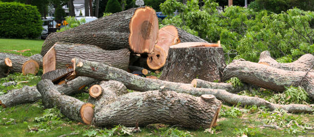 Best Hazardous Tree Removal  in Piedmont, CA