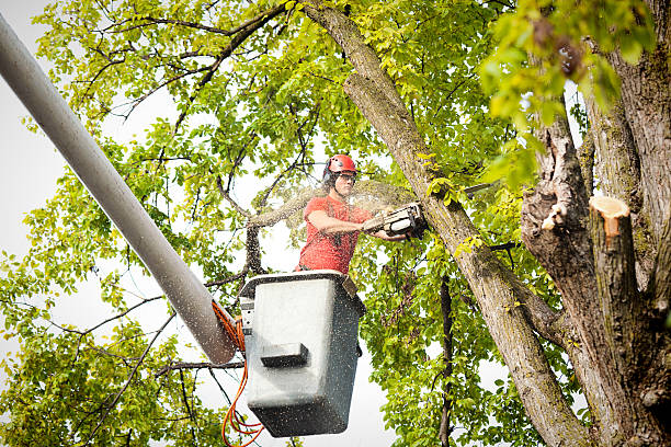 Best Tree Planting  in Piedmont, CA