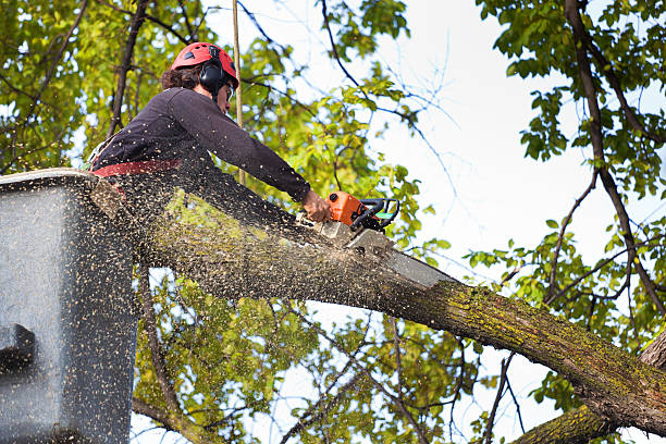 Best Lawn Pest Prevention  in Piedmont, CA