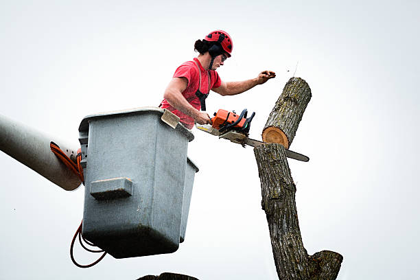 Best Arborist Consultation Services  in Piedmont, CA