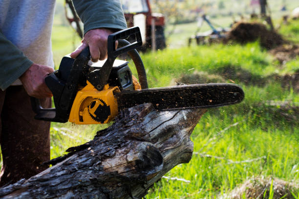 Best Pest Control for Lawns  in Piedmont, CA