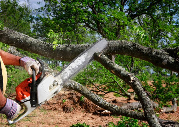 Trusted Piedmont, CA Tree Care Experts